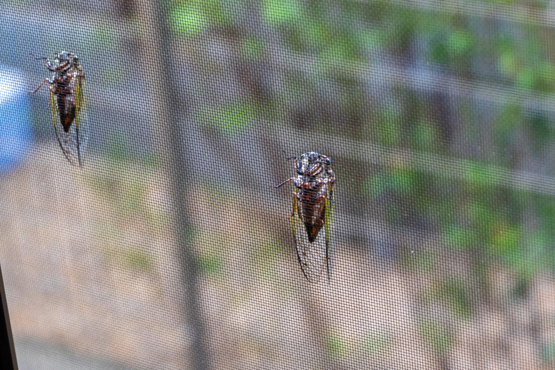 防虫フィルムで快適環境 | 愛媛県松山市の窓ガラスフィルムならダイヤワークス